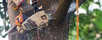 Best Tree Cabling and Bracing  in Berwyn Heights, MD